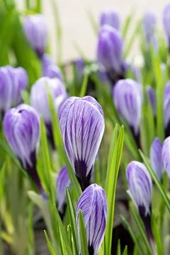 Purple Crocus. Stock Photos