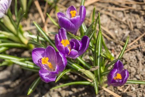 Purple crocus Stock Photos
