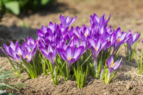 Purple crocus Stock Photos
