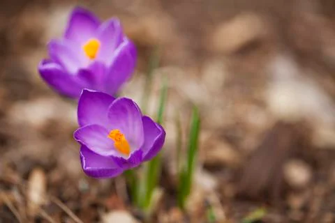 Purple Crocus Stock Photos