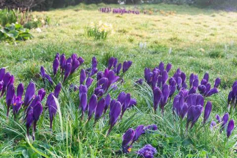Purple Crocus Stock Photos