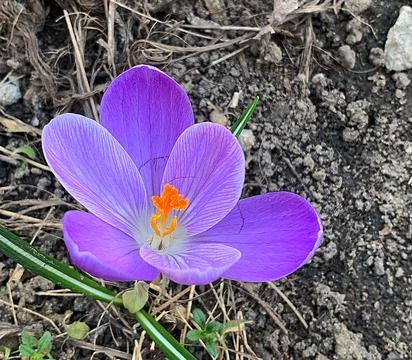 Purple crocus Fotos Stock