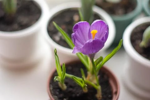 Purple crocus in pot on window, spring indoor floral composition Stock Photos