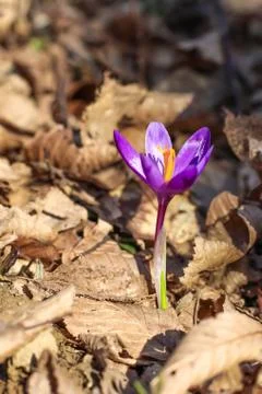 Purple crocus, in the rays of the setting sun, closeup Stock Photos