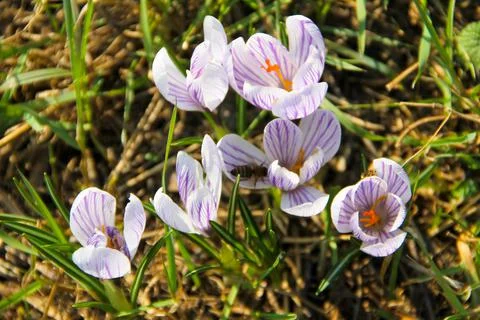 Purple crocus on spring Stock Photos