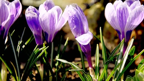 Purple crocus in spring violet crocus flowers Stock Footage 146853116