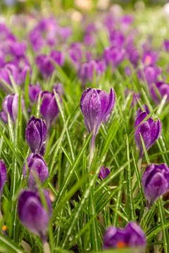 Purple crocus in springtim Stock Photos