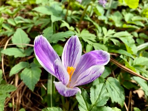 Purple crocus, top view Stock Photos