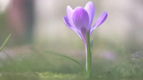 Purple crocus trembling on the wind Video stock 64753214