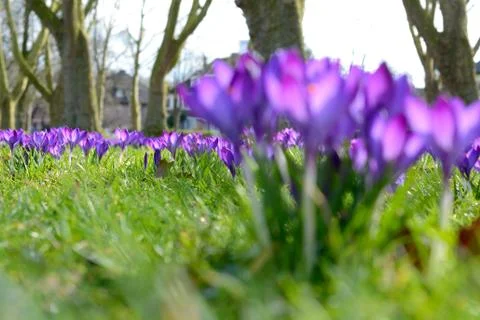Purple Crocus under trees Stock Photos