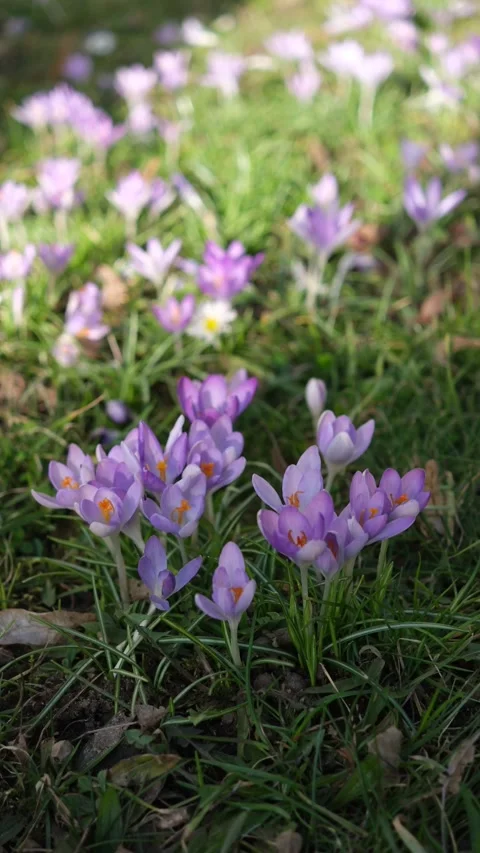 Purple crocus vertical video Stock Footage 240099578