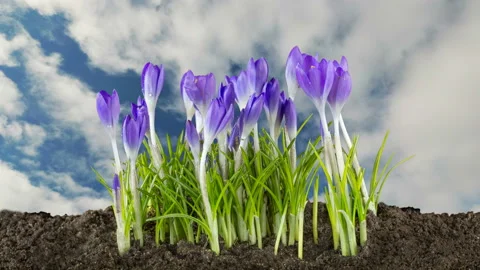 Purple crocuses against a cloudy sky. Time lapse Stock Footage 106250309