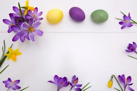 Purple crocuses and Easter Eggs isolated on white wood Background. Stock Photos