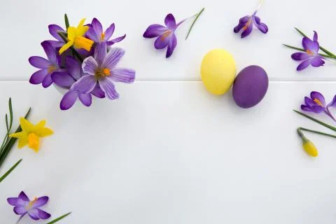 Purple crocuses and Easter Eggs isolated on white wood Background. Stock Photos