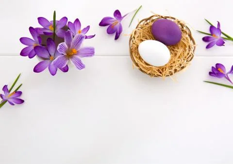 Purple crocuses and easter Eggs in the nest isolated on white wood Background. Stock Photos