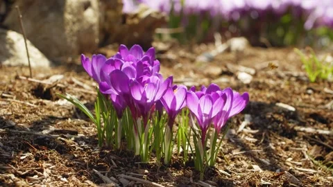 Purple crocuses bloom in early spring in a Halifax park in Canada. Stock Footage 274405320