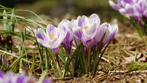 Purple crocuses bloom in early spring in a Halifax park in Canada. Stock Footage 274405384