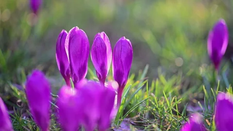 Purple crocuses in bloom on forest meadow, calm cinematic slow motion Stock Footage 326830160