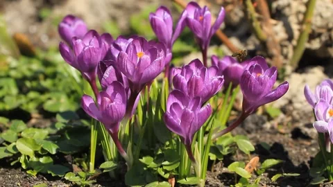 Purple crocuses bloomed and bee in spring Stock Footage 101633525