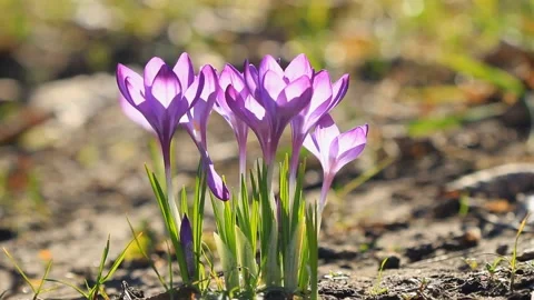 Purple crocuses bloomed and sunlight in spring Stock Footage 101848928