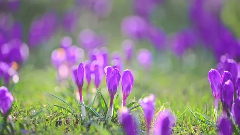 Purple crocuses blooming in sunny forest meadow, peaceful nature background Stock Footage 326829375