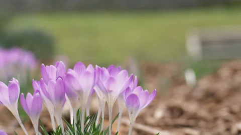 Purple crocuses, close-up on a spring field. Blurred background Stock Footage 266070298