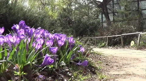 Purple crocuses 動画素材 60222058