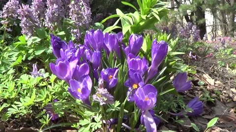 Purple crocuses Stock Footage 60222087