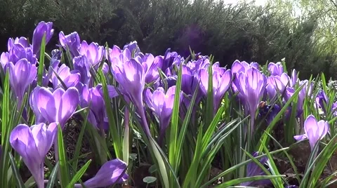 Purple crocuses Stock Footage 60222129