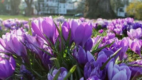 Purple crocuses Stock Footage 172144844