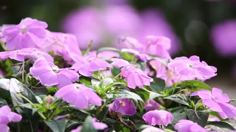 Purple crocuses in the garden Vídeos de archivo 310079936
