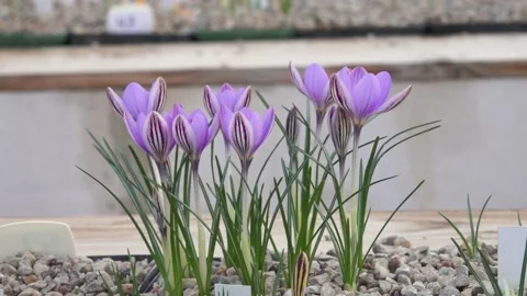 Purple crocuses in a greenhouse Stock Footage 149396705