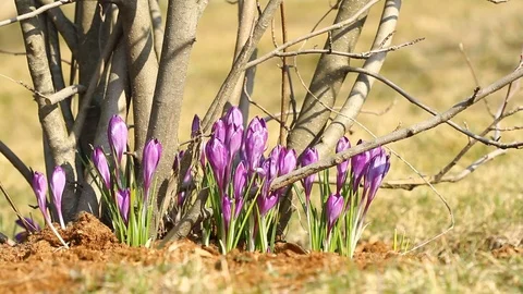 Purple crocuses grow on trees in spring Stock Footage 72153885