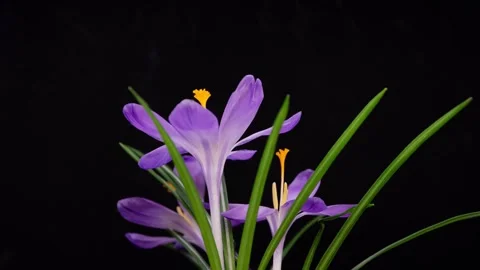 Purple crocuses open on a black background, showing blooming process in macro. Stock Footage 331669180