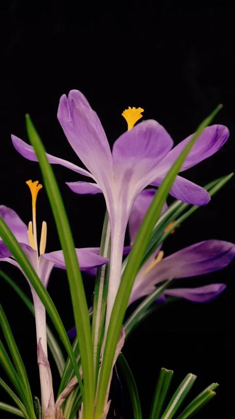 Purple crocuses open on a black background, vertical video 1080x1920, macro. Stock Footage 331669900