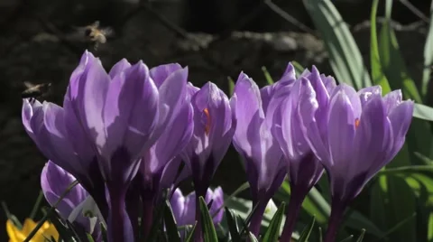Purple crocuses over flying bees looking for pollen  Stock Footage 58813249