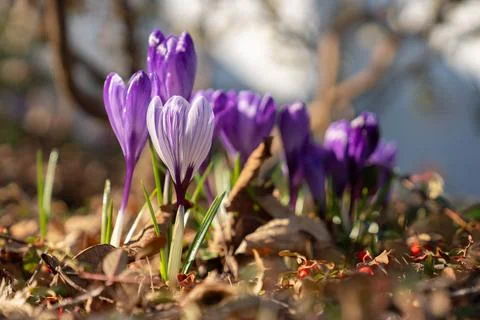 Purple Crocuses Push Up Through Fallen Leaves Fotos de archivo