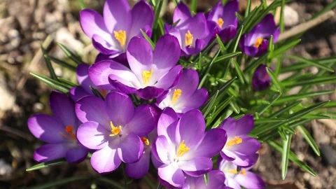 Purple crocuses in a spring garden with bees collecting pollen for honey Stock Footage 151914612