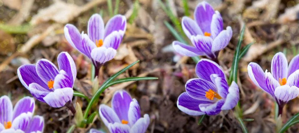 Purple crocuses in spring garden. Easter background. Stock Photos