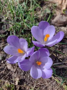 Purple Crocuses in Spring Soil Foto stock