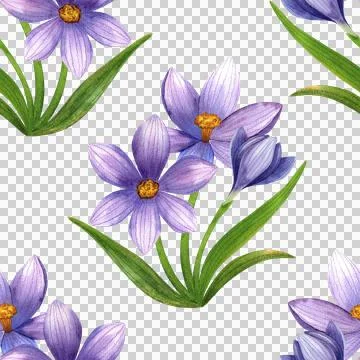 Purple crocuses, watercolor seamless pattern. Hand drawn wildflowers Stock Illustration