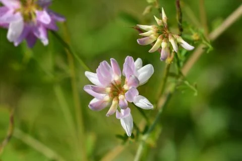 Purple crown vetch Stock Photos