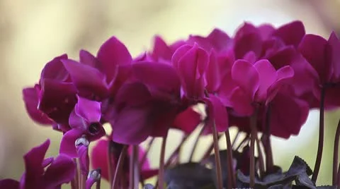 Purple cyclamen Stock Footage 8929124