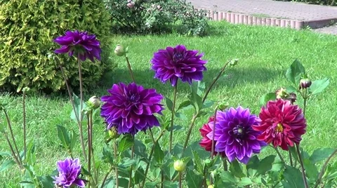 Purple dahlia 스톡 동영상 59896097
