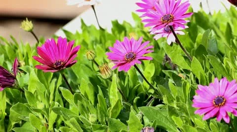 Purple Daisies Stock Footage 21460159