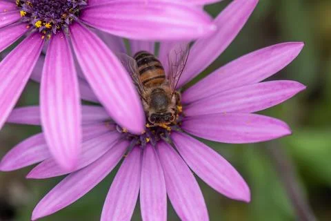 Purple daisy with a bee on it drinking nectar. Stock Photos
