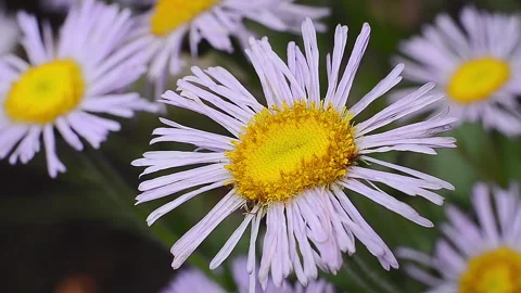 Purple Daisy Bush Close-Up Stock Footage 311442852