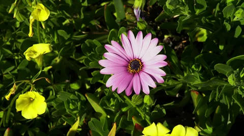 Purple Daisy Close Up Stock Footage 35209615