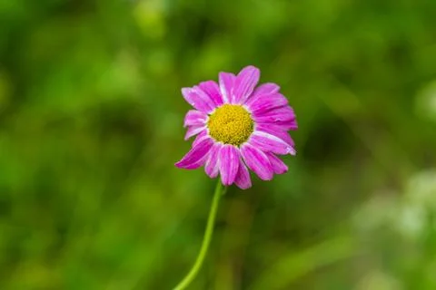 Purple daisy close up Stock Photos