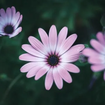 Purple Daisy Close-up Stock Photos